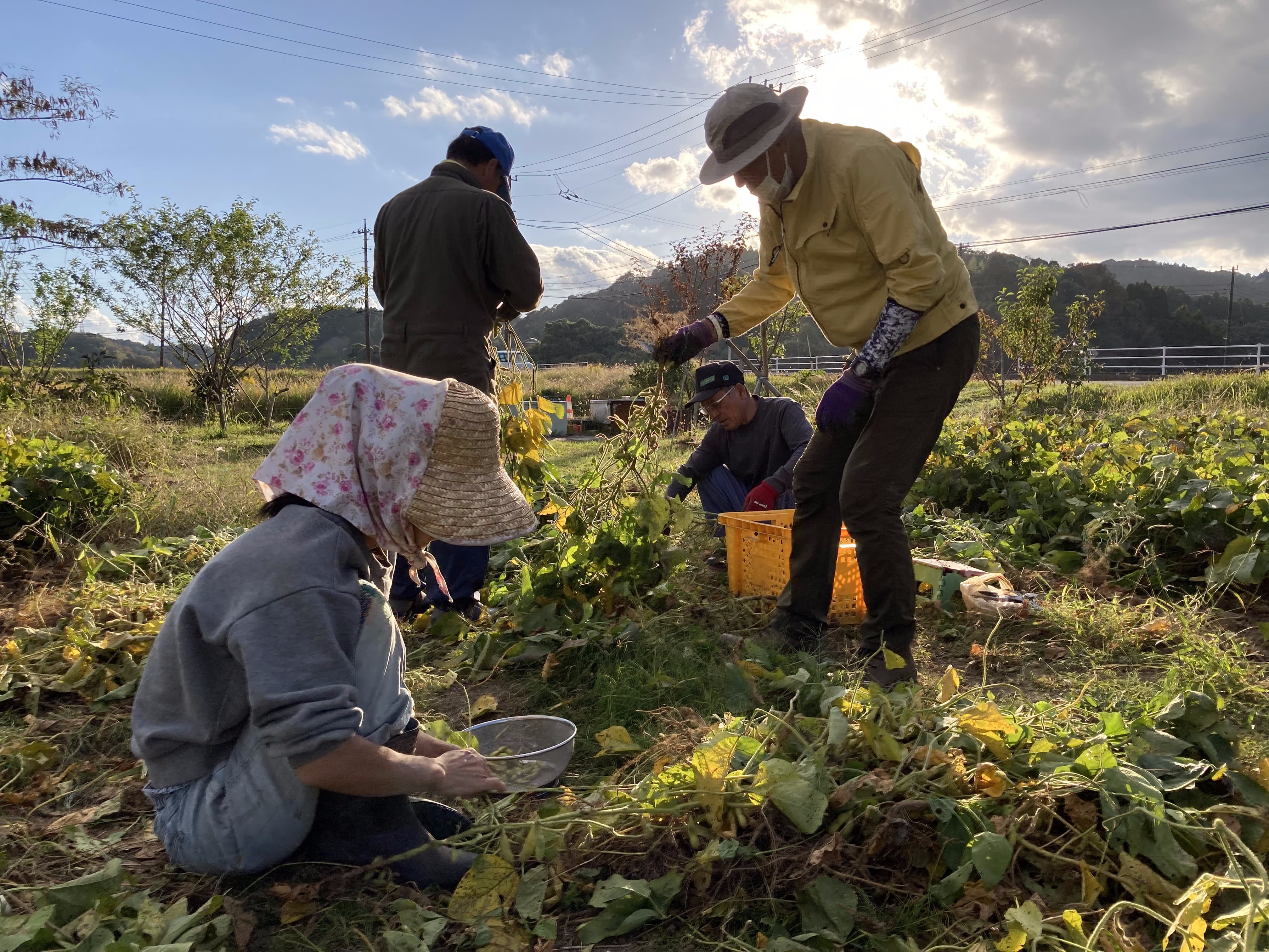 「のみがね会」と「長南町里山再生プロジェクトさと結い」の枝豆収穫風景（水沼）