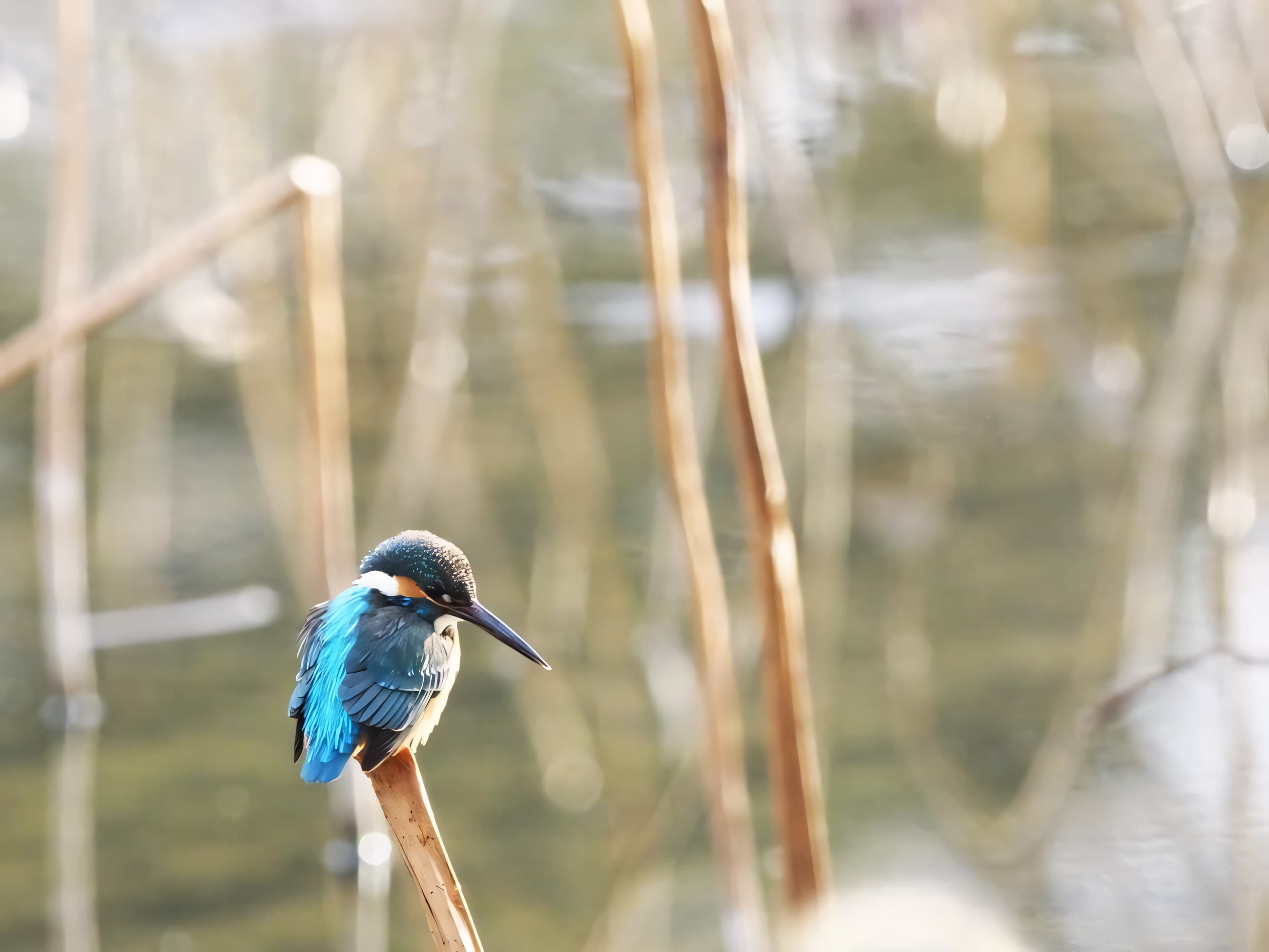 鳥の写真